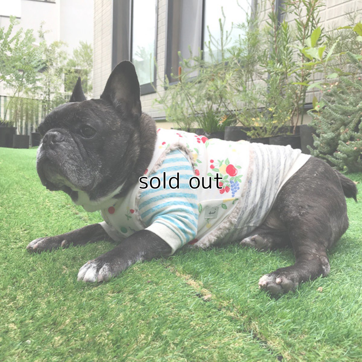 画像12: Chokki-Fruits garden (12)