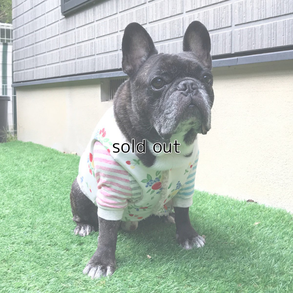 画像13: Chokki-Fruits garden (13)