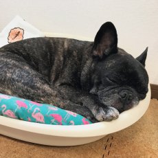 画像6: Dog bed (6)