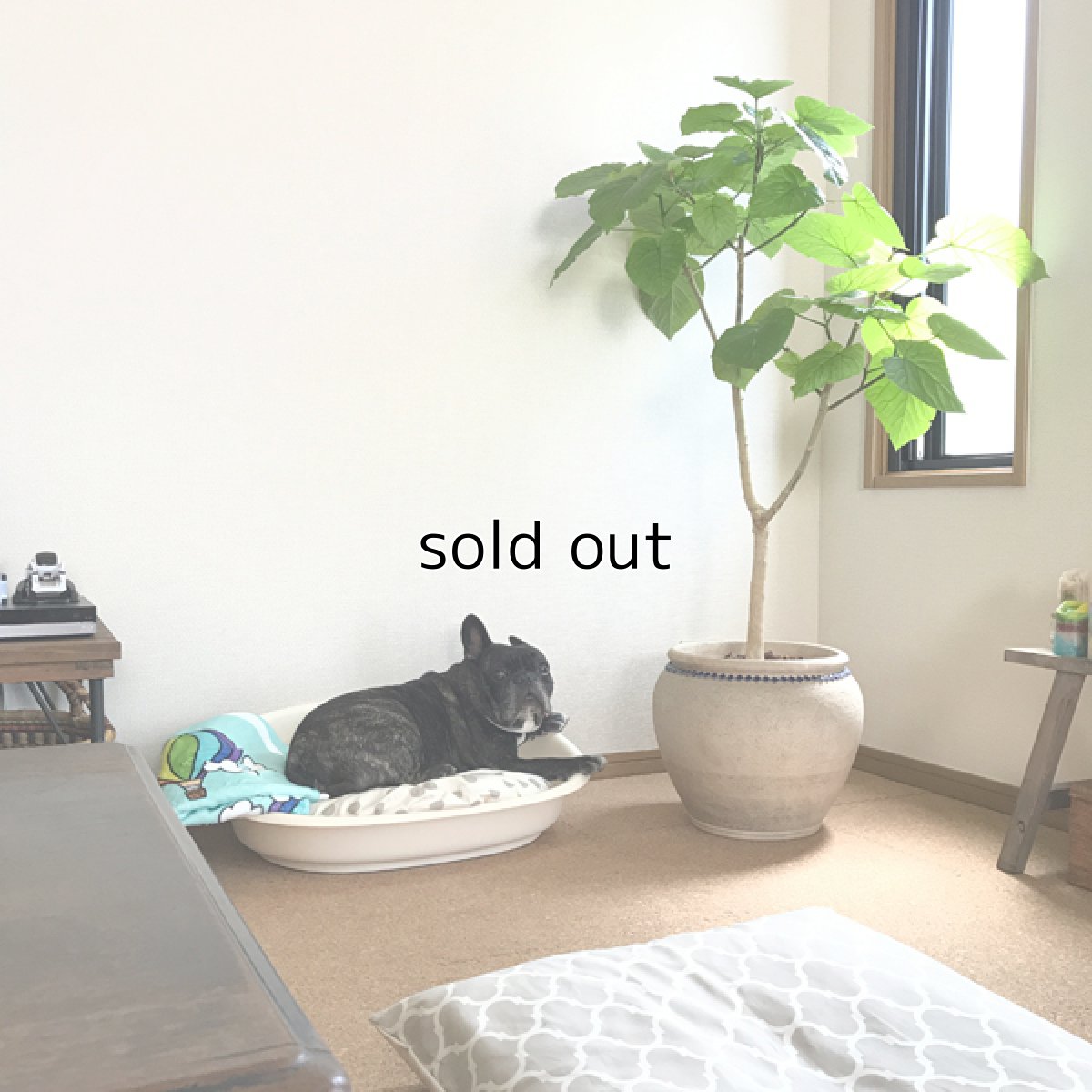 画像7: Dog bed (7)