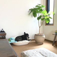 画像7: Dog bed (7)