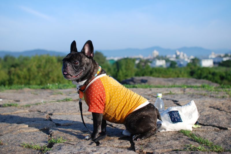 キャンペーンと在庫補充情報